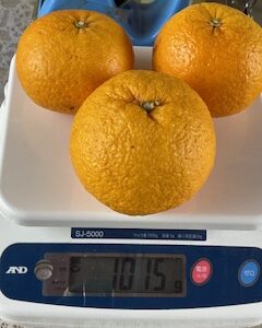甘夏みかん